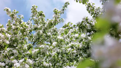 Gentle Apple Tree Branch with Blossom White Flowers Spring Summer Garden Park Sunny Clear Blue Sky