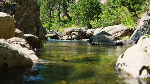 Clear mountain stream flows between rocks surrounded by lush forest greenery in sunlight