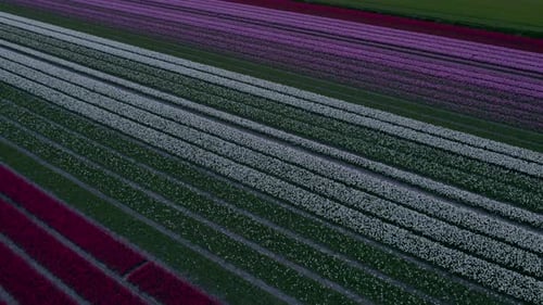 Aerial view of vibrant tulip fields at sunrise, Schermerhorn, Netherlands.