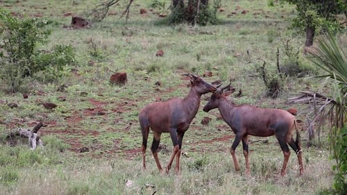 Three Red hartebeest antelope interact in Kruger National Park lowveld
