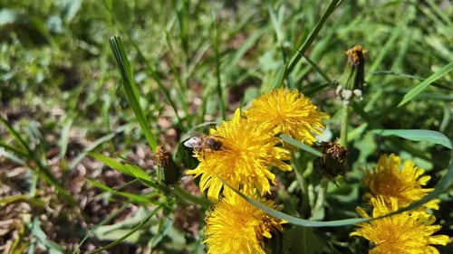 Slow motion of a honeybee collecting pollen from a yellow dandelion flower. Close-up of a honeybee