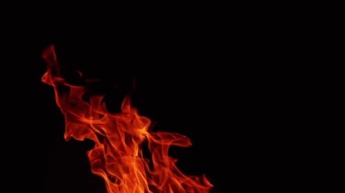 Flames of campfire stretch into the air. Beautiful view of bonfire isolated at black background