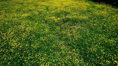 Yellow Flowers in Spring