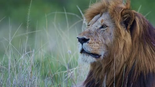 Slow Motion of Maasai Mara National Reserve Male lion Close Up Portrait of African Wildlife Safari A