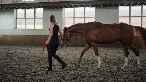 Woman Walks Horse in Indoor Riding Arena