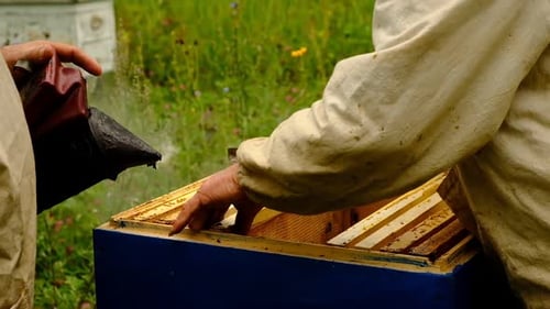 Slow Motion Beekeeper Harvesting Honey Beekeeper Holding a Honeycomb Full of Bees Protective