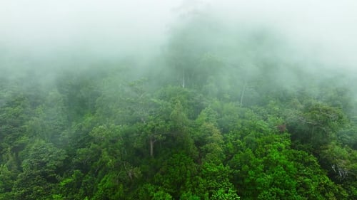 Evergreen Deciduous Forest On A Mountain Slope During Thick Fog Clouds Came Down From The Mountains