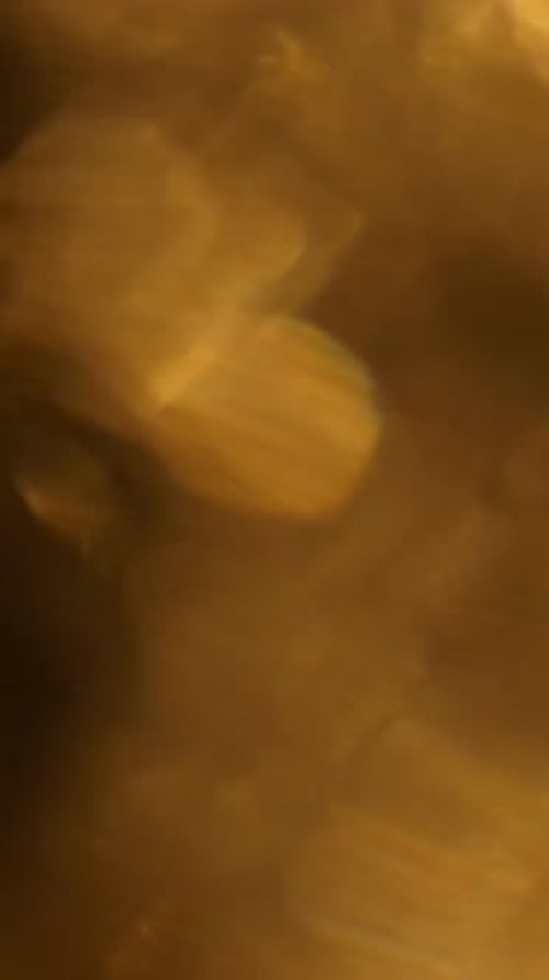 Golden bokeh light transition with soft lens flare and blur texture for social media