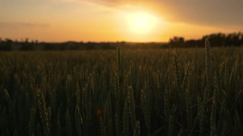 Sunset Over Agricultural Nature with Farming Wheat Field Green Rye Ears Gently Swaying in Wind