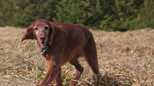Cute Brown Dog, Red Irish Setter in Walk in Spring Nature