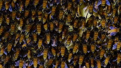 Dense Swarm of Bees, Close Up