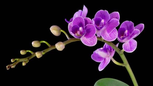 Blooming Purple Orchid Phalaenopsis Flower