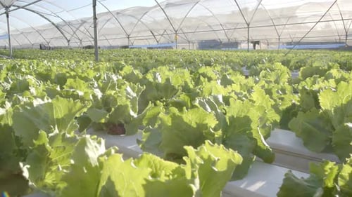 Lush Rows of Lettuce Growing in Greenhouse