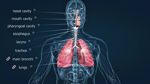 Human Respiratory System Anatomy 3D Animation