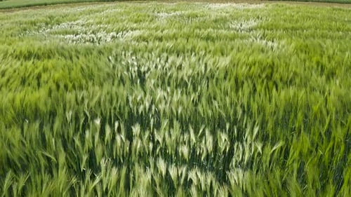 Grünes Weizenfeld im Wind. Weizenähren auf dem vom Wind verwehten Feld.