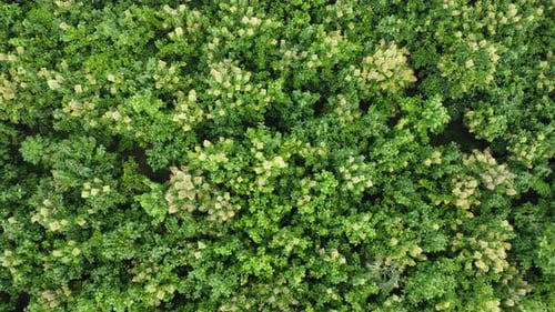 Aerial view of Cultivation trees and plantation in outdoor nursery.