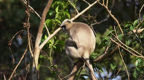 A gray langur sitting on a branch in the jungle and having something to eat.