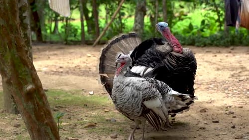 Male and female turkeys in a farm .01