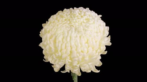Close-Up of Elegant White Flower Blooming