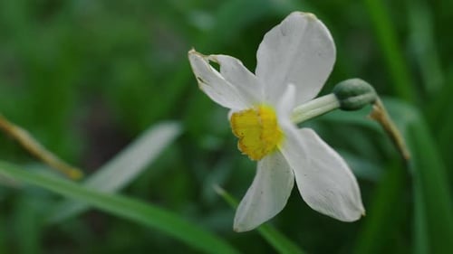 Closeup Beautiful Flower Blooming Among Fresh Green Grass. Daffodil Flower Macro. Close