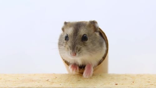 The Adorable Face of a Hamster Appears From a Cardboard Tunnel A Small Pet