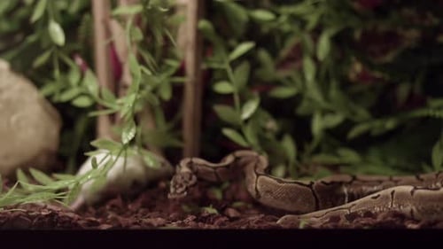 Royal Or Ball Python (Python Regius) em uma caçada. Ball Python tentando morder um roedor branco que
está se intrometendo