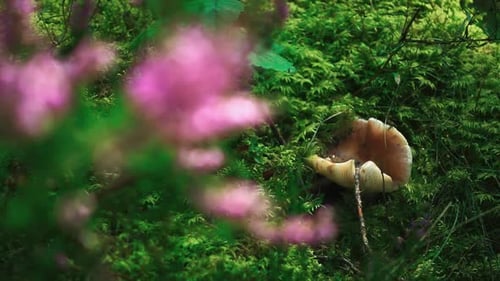 Chanterelle Mushroom In Bright Green Grass Of Forest. Wildlife Plants In Nature Reserve. Close Up...