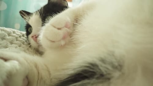 Katze liegt auf dem Bett