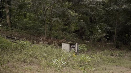 Einsames schönes männliches Reh, das im Wald spaziert.