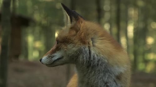 Red Foxes Beautiful Close-up in the Forest