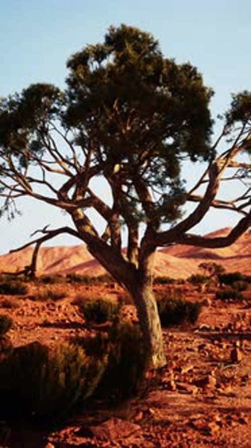 Lone Tree Standing in Nevada Desert