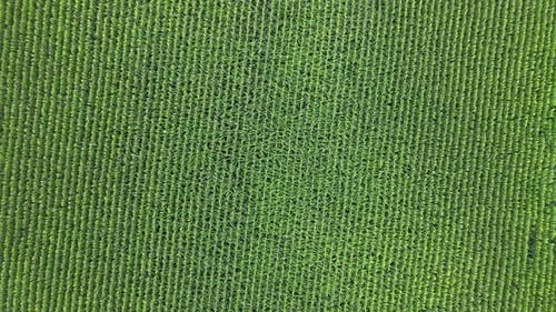 Ascending overhead shot of a large field of corn