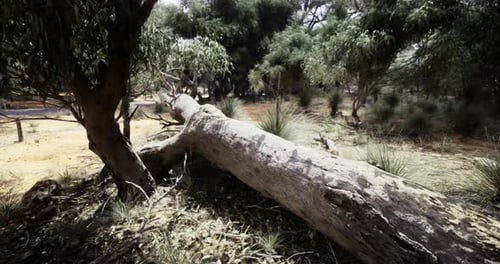 Fallen Tree Lying on the Ground Surrounded By Greenery in an Open Space