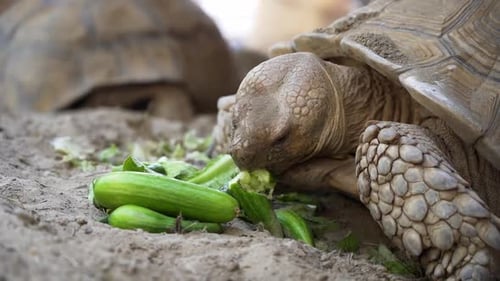 A tortoise eating his cucumber and enjoying his food, close-up in 50FPS