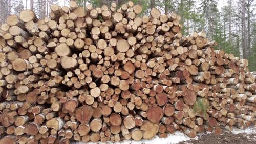 Birch log pile by spring time, slow panning from right to left