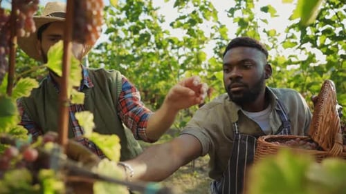 Dedicados trabajadores de viñedos participan en la alegre cosecha de uvas en campos soleados