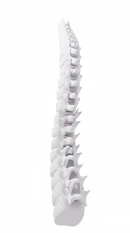 Human spine model, specification for human vertebrae model, alpha channel, 3d rendering.