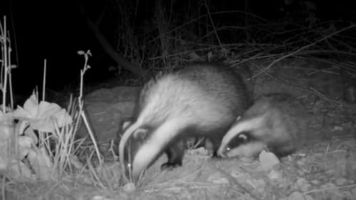 Blaireau dans les bois avec quatre oursons en train de se blottir pour se nourrir