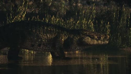 Crocodile sur la rive d'une rivière tranquille au crépuscule dans le désert