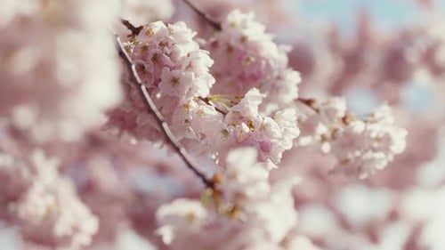 Spring Blossoms in Warm Sunlight