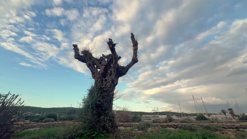 Static view of majestic, leafless tree in the foreground.Time lapse