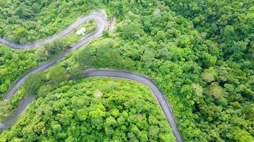 O asfalto corta um caminho pela densa folhagem, criando um contraste entre a infraestrutura humana