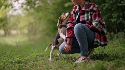 Woman and Beagle Dog Playing Together Outdoors