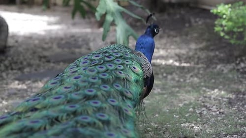 Close-up UHD video shot of an amazing peacock and its large blue color, one of the largest birds in