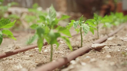 Vegetable seedlings growing in a row in backyard or private garden. Moving in the desert wind. Small