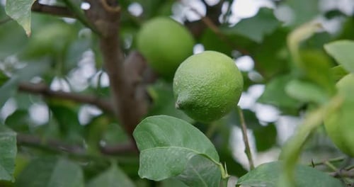 Linde mit Früchten Natürliche grüne Bio-Zitrone auf Zitronenbaum im Freien