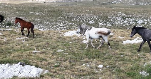 Horses Grazing in Rural Grassy Landscape