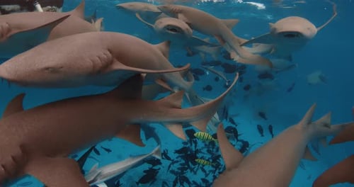 Nurse Sharks Underwater in Tropical Blue Sea School of Fish and Sharks in Blue Ocean Maldives