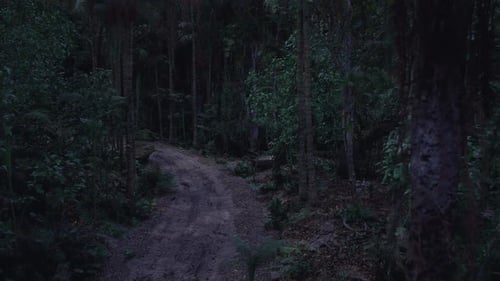 Dark Forest Path Winding Through Lush Greenery in Twilight Hours