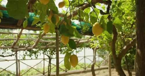 Lemons hang from the branches in a lush garden, with a structure overhead. Italy during summer.